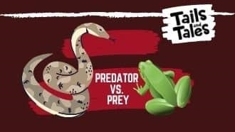 Snake vs. Frog